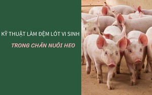 SỔ TAY NHÀ NÔNG: Kỹ thuật làm đệm lót vi sinh trong chăn nuôi heo