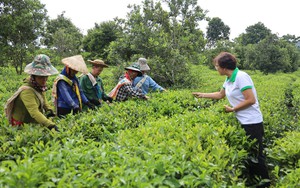 Nhiều kiến nghị, tâm tư của nông dân, hợp tác xã tại Gala 