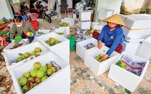 Một loại quả ngon chín rộ ở miền Tây, giá bán bốc hơi gần một nửa, có nơi vẫn bán giá cao, vì sao?