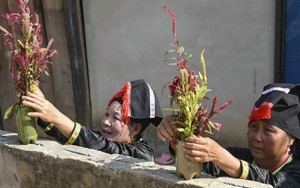Ấm áp Tết hoa mào gà của người dân tộc Cống Điện Biên