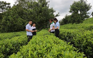 HTX hiến kế nâng tầm nông sản Sơn La