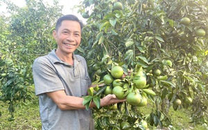 Một nông dân Quảng Bình trồng thứ cây thấp tè đã ra trái quá trời, đất đồi gò &quot;nở&quot; 500 triệu/năm