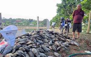 Một hộ dân ở Sơn La bị chết hàng tấn cá, nguyên nhân do đâu?