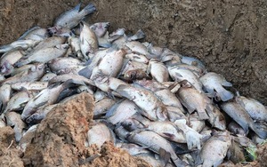 UBND huyện Mai Sơn, tỉnh Sơn La thông tin vụ cá chết hàng loạt sau phản ánh của Báo Dân Việt