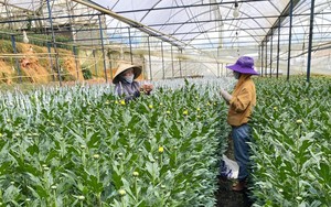 Hướng tới Đại hội VIII Hội NDVN: Nguồn lực của Hội đang giúp nông dân trồng hoa Đà Lạt làm giàu