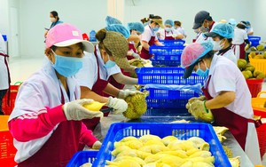 Trung Quốc ồ ạt thu gom lượng khổng lồ, xuất khẩu sầu riêng Việt Nam bất ngờ mang lại 2,1 tỷ USD