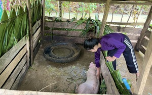 Vụ dê, lợn hỗ trợ nông dân huyện Minh Hóa chết hàng loạt: Chi cục Chăn nuôi và Thú y Quảng Bình nói gì?