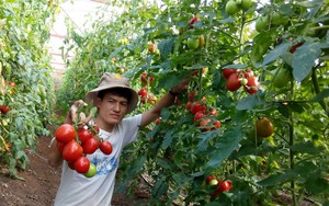Thành tỷ phú nông dân ở Mộc Châu nhờ trồng cà chua theo cách...chưa từng có