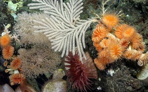 Ngắm 2 rạn san hô dưới đáy biển sâu hơn 400 mét, có rạn dài gần 1 cây số