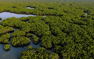 Nam Định đề cử Vườn Quốc gia Xuân Thủy trở thành Vườn Di sản ASEAN