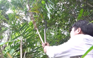 Quảng Ngãi: Thu tiền tỷ nhờ trồng mây dưới tán rừng phòng hộ