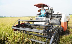 Giá lúa tăng lên đến 9.400 đồng/kg: Nông dân mừng, doanh nghiệp lo