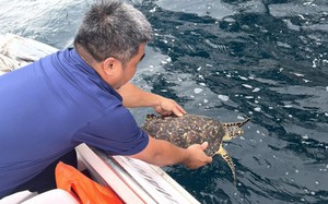 Nha Trang thả cá thể đồi mồi nặng 3,6kg về biển