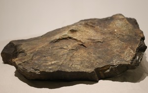 Hóa thạch trăm triệu năm được trưng bày tại Hà Nội: Chiêm ngưỡng viên đá cổ nhất Việt Nam