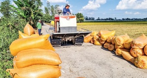 Chuẩn bị thành lập Hiệp hội Ngành hàng lúa gạo Việt Nam