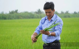 Đi tìm một chữ “xanh” trong nông nghiệp: Khởi động "siêu" đề án 1 triệu ha lúa chất lượng cao, phát thải thấp (Bài 3)
