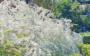 Nao lòng với loài hoa "tuyết phun", hoa trắng không tì vết, đẹp không góc chết