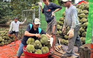 "Cây tiền tỷ" ở Đắk Lắk được mùa được giá, cứ bán xong trái, nông dân lãi tiền tỷ/ha