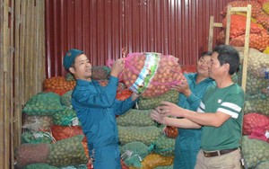 Nông dân một xã của tỉnh Thái Bình ra đồng vùi gần 50 tấn củ khoai tây xuống đất, đợi ngày hốt bạc