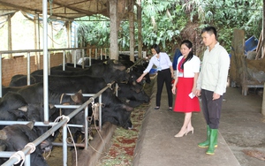 Nuôi con vật ví như &quot;nhà máy thịt&quot;, một nông dân người Cao Lan ở Yên Bái thu lãi 300 triệu/năm