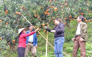 Loại trái cây được mệnh danh là 'kho' chứa vitamin C sắp chín vàng, nông dân Hà Giang đợi ngày hốt bạc