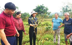 Sau lũ lớn, vườn tược úa tàn, nông dân Hà Tĩnh gấp rút cứu cây làm giàu