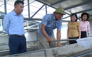 Một huyện ở Nam Định có nhiều nông dân triệu USD nhờ nuôi tôm công nghệ cao