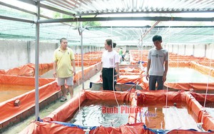 Trang trại &quot;khổng lồ&quot; nuôi thứ cá bé tí bán cho thiên hạ chơi, anh nông dân Bình Phước đang ăn nên làm ra