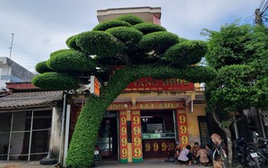 Đẹp mê hồn cây sanh dáng lão ở Nam Định, nhiều tán, lá mọc kín thân, đang sốt mạng xã hội