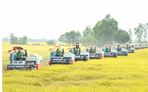 Triển khai vùng nguyên liệu liên kết sản xuất lúa trên 300.000ha tại 3 tỉnh ĐBSCL