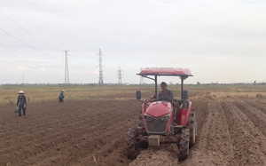 Một huyện của tỉnh Thái Bình, nông dân xuống đồng vùi hàng chục tấn củ giống, hạt giống xuống đất, chờ ngày thu tiền tỷ