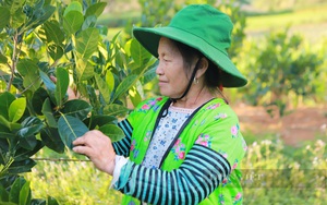"Giải bài toán" liên kết nông dân- doanh nghiệp: Cách huyện Tuần Giáo nâng vùng nguyên liệu cây ăn quả lên 600ha (Bài 2)
