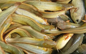 Loại cá màu vàng này ở Bắc Giang ăn bổ dưỡng, tốt cho da, nông dân nuôi kéo bắt lên toàn con to