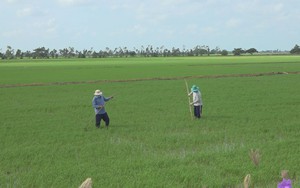 Giá lúa gạo tăng cao nhất mọi thời đại, nông dân Sóc Trăng, Kiên Giang phấn khởi xuống giống vụ mới