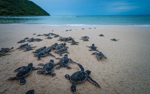 Quản lý loài thuỷ sản nguy cấp, quý, hiếm: Bài học từ công tác bảo tồn các loài rùa biển