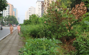 Cỏ dại mọc như "rừng" trên phố Nguyễn Cơ Thạch (Hà Nội)