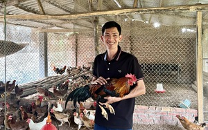 Một chàng nông dân Phú Thọ nuôi đàn gà chín cựa tiến vua trong truyền thuyết, doanh thu vài tỷ/năm