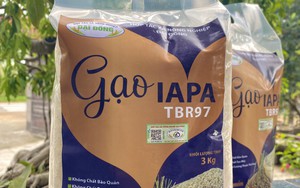 Vì lý do đặc biệt này mà gạo TBR97 được chọn để xây dựng thương hiệu gạo Ia Pa, sản phẩm OCOP Gia Lai