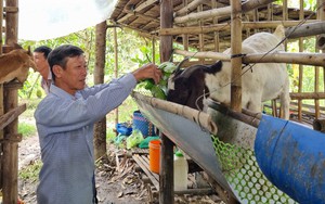 Nuôi dê nhà sàn, cho ăn mít Thái, thảo dược, nông dân Hậu Giang tự tạo việc làm, tự trả lương cho mình