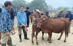 Chợ trâu, bò lớn nhất cả nước ở Nghệ An, sáng chưa bảnh mắt đã tấp nập người mua kẻ bán