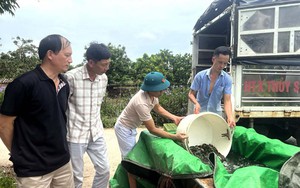 Mô hình nuôi ghép cá chép trong ao ở Hưng Yên, con nào bắt lên cũng đẹp, cứ 1ha, nông dân thu 8,5 tấn