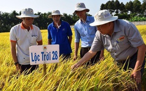 Chủ tịch Tập đoàn Lộc Trời nói gì về hai giống gạo vừa tham dự giải 
