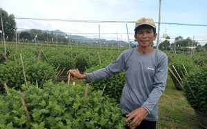 Hội Nông dân một xã ở Bình Định giúp hội viên thuê đất trồng hoa cúc Tết để tăng thu nhập