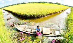 Đọc lại loạt bài "Nâng tầm lúa thơm, tôm sạch” đoạt giải Ba giải báo chí toàn quốc về nông nghiệp, nông dân, nông thôn