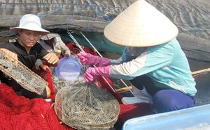 Giá một loại thủy sản ngon tăng mạnh ở Bà Rịa-Vũng Tàu, bắt 4 ao được 8 tấn, nông dân này lãi 400 triệu