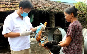 Bộ Y tế cảnh báo các tỉnh, thành ngăn chặn bệnh cúm gia cầm xâm nhập vào Việt Nam, lây sang người