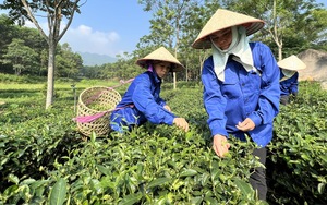 Năm 2023, tỷ lệ hộ nghèo tỉnh Phú Thọ giảm xuống còn 4,49%