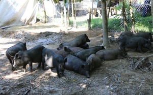 Ở Quảng Ngãi đang nuôi giống lợn có tên lạ là 