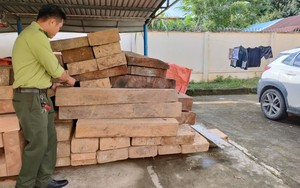 Xử phạt chủ gỗ cất giấu hơn 5,6m3 gỗ trong đất của Trưởng phòng Nội vụ huyện ở Quảng Nam