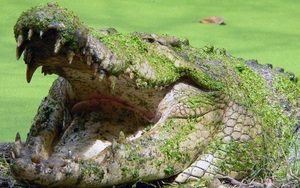 Cần thủ bất ngờ bắt được cá sấu dài gần 1 mét giữa hồ câu Hà Nội- Ảnh 5.